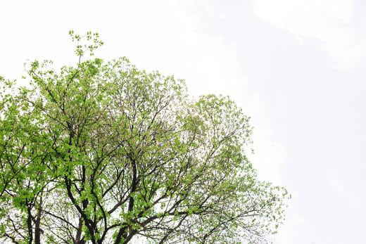 Cut Trees to Save the Environment - Who Knew?