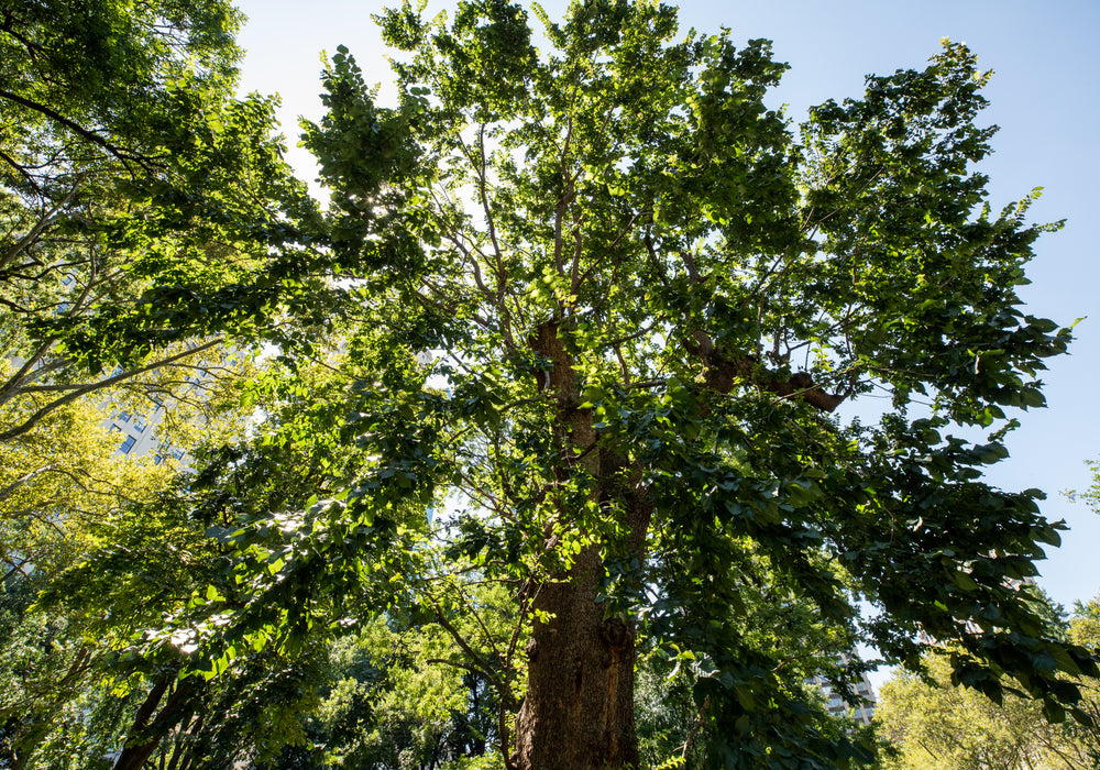 Biomass Carbon Neutrality in the Context of the Wood Products Industry