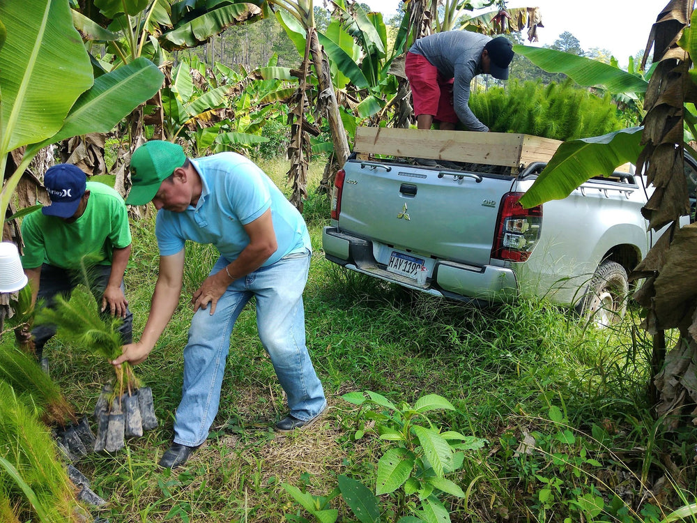 Business Partnership with Sustainable Harvest International