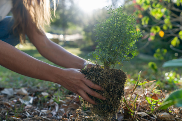 World Environment Day: June 5, 2022