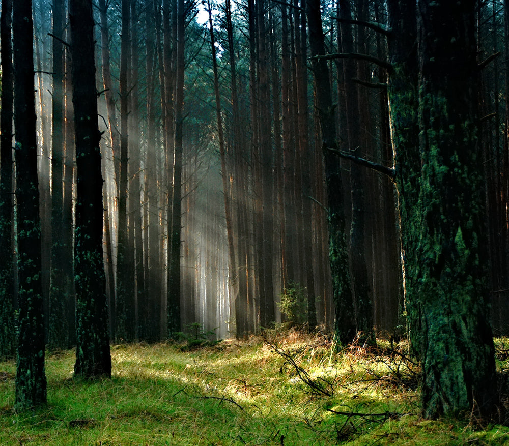 The Impact of Trees: 10 Incredible Facts