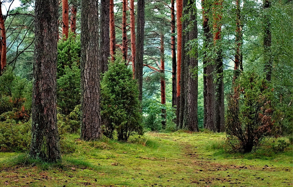PID Floors passes its fifth-year audit with the Forest Stewardship Council®