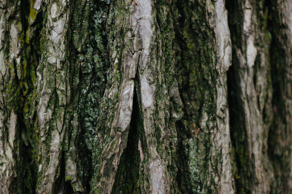 Benefits of Working Forests