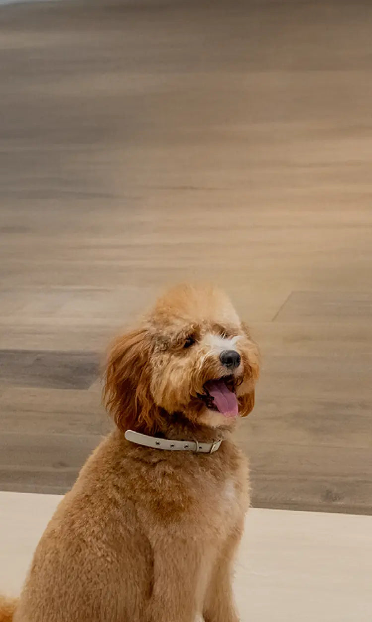 PID Pulse Hero (mobile)